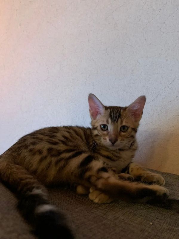 Wunderschöner reinrassiger Bengal Kater mit Weltchampion Stammbaum und Papieren Wunderschöner reinrassiger Bengal Kater mit Weltchampion Stammbaum und Papieren