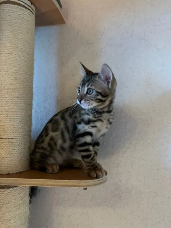 Wunderschöner reinrassiger Bengal Kater mit Weltchampion Stammbaum und Papieren Wunderschöner reinrassiger Bengal Kater mit Weltchampion Stammbaum und Papieren