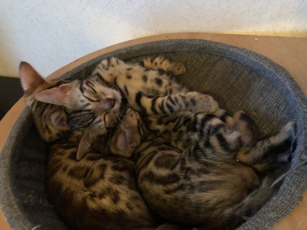 Wunderschöner reinrassiger Bengal Kater mit Weltchampion Stammbaum und Papieren Wunderschöner reinrassiger Bengal Kater mit Weltchampion Stammbaum und Papieren