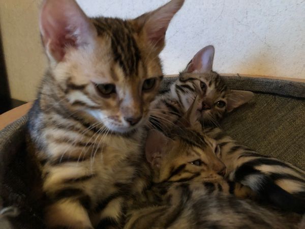 Wunderschöner reinrassiger Bengal Kater mit Weltchampion Stammbaum und Papieren Wunderschöner reinrassiger Bengal Kater mit Weltchampion Stammbaum und Papieren