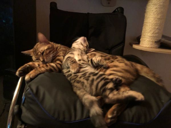 Wunderschöner reinrassiger Bengal Kater mit Weltchampion Stammbaum und Papieren Wunderschöner reinrassiger Bengal Kater mit Weltchampion Stammbaum und Papieren
