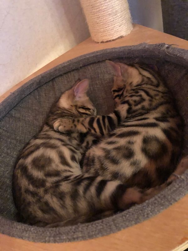 Wunderschöner reinrassiger Bengal Kater mit Weltchampion Stammbaum und Papieren Wunderschöner reinrassiger Bengal Kater mit Weltchampion Stammbaum und Papieren
