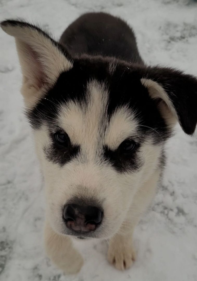 Husky Husky