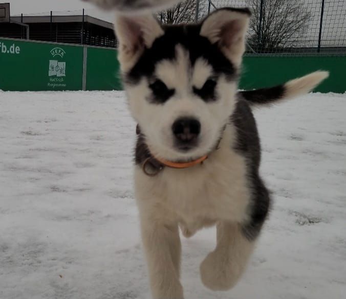 Husky Husky