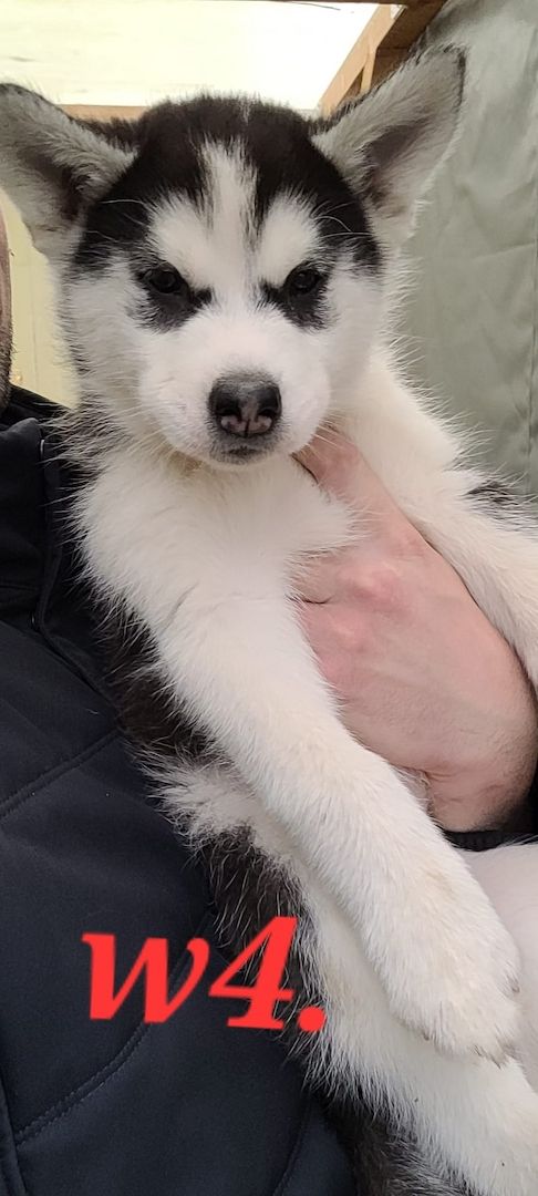 Husky Husky