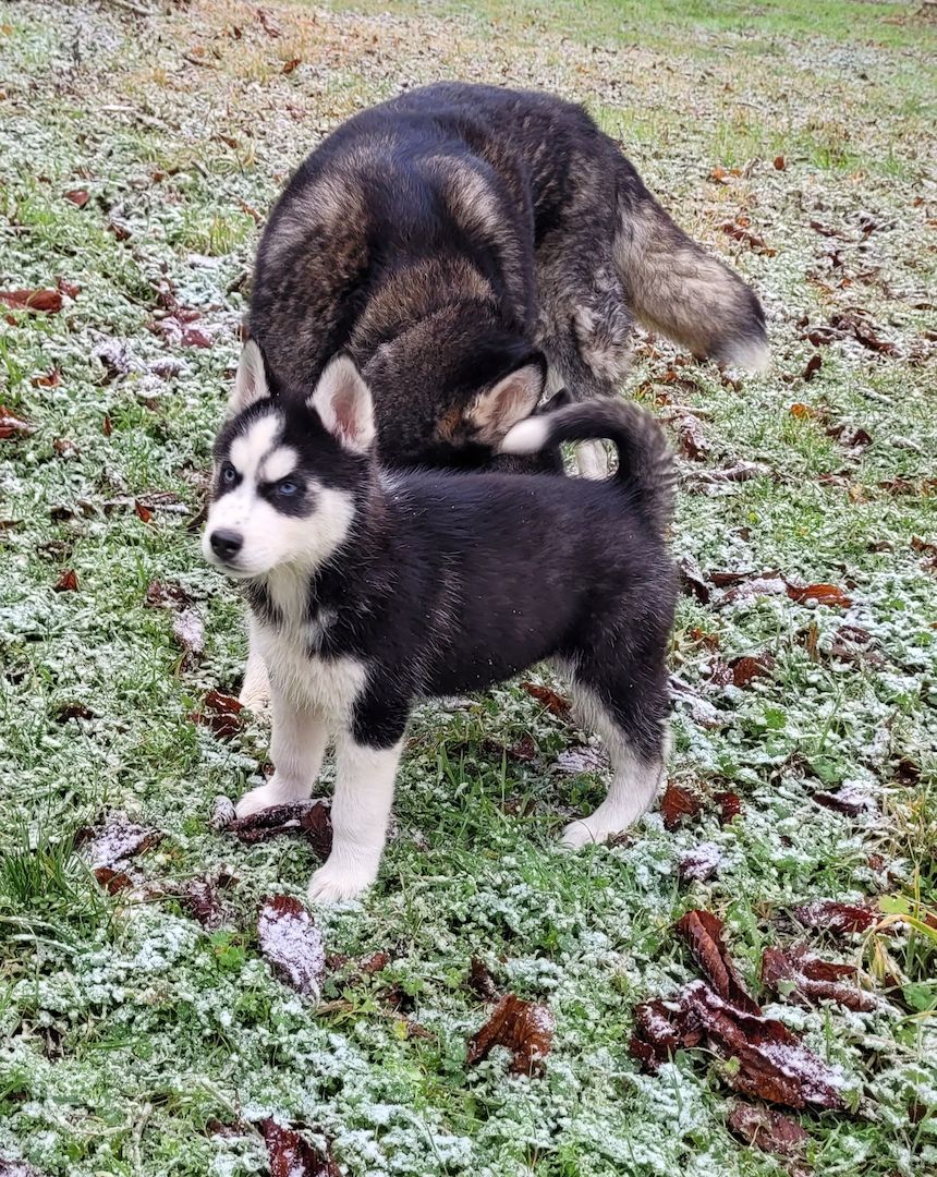 Husky Welpen abzugeben Husky Welpen abzugeben