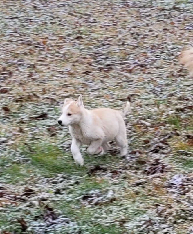 Husky Welpen abzugeben Husky Welpen abzugeben