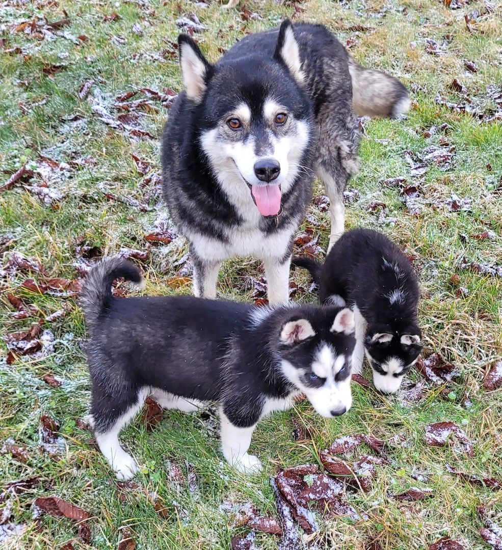 Husky Welpen abzugeben Husky Welpen abzugeben