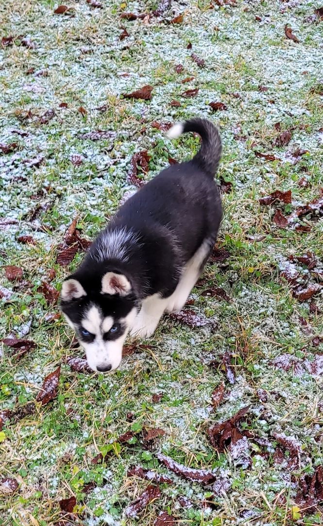 Husky Welpen abzugeben Husky Welpen abzugeben
