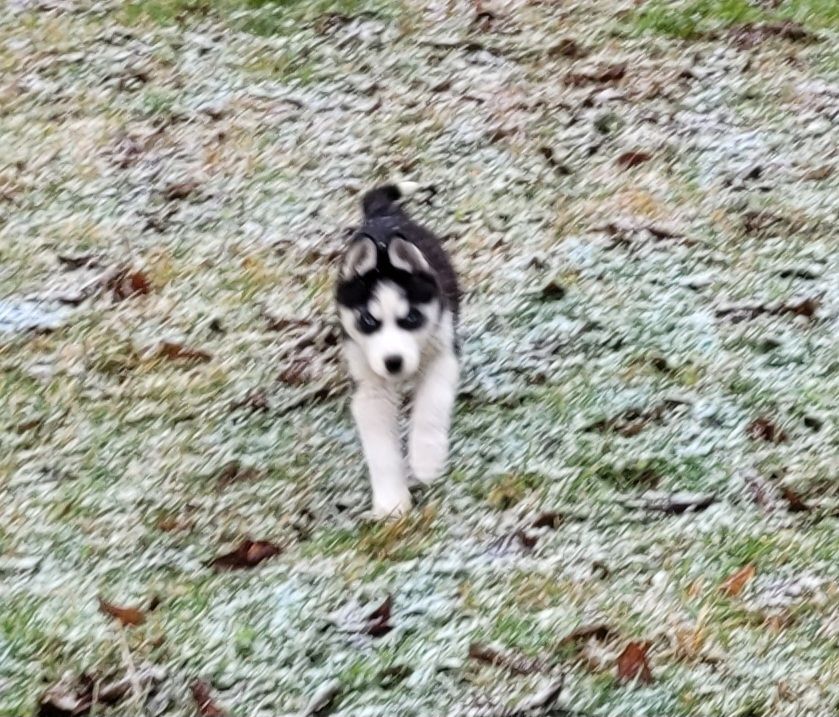 Husky Welpen abzugeben Husky Welpen abzugeben