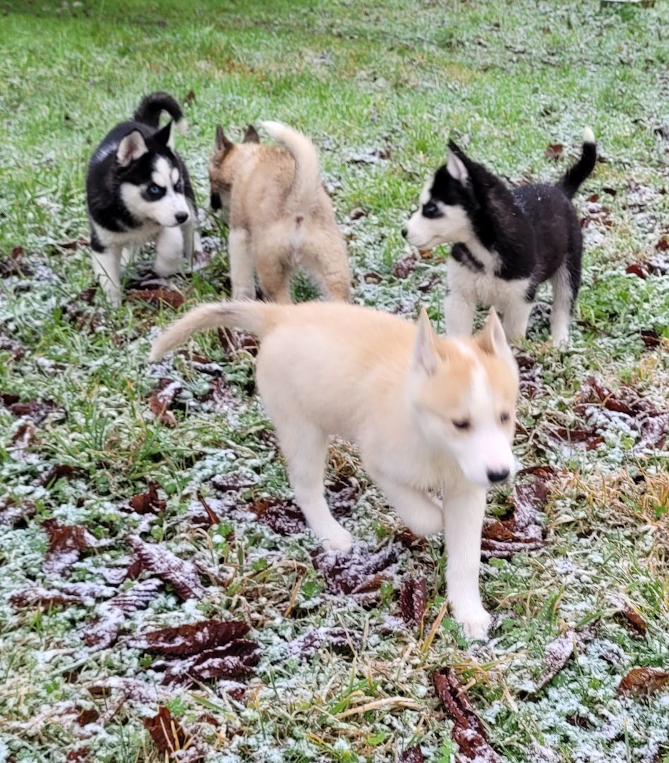 Husky Welpen abzugeben Husky Welpen abzugeben