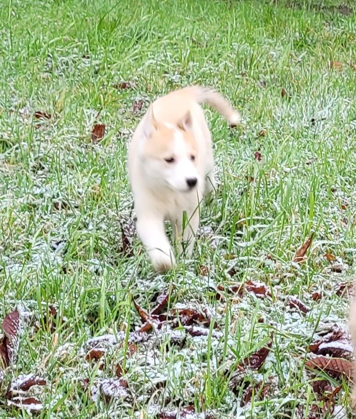 Husky Welpen abzugeben Husky Welpen abzugeben