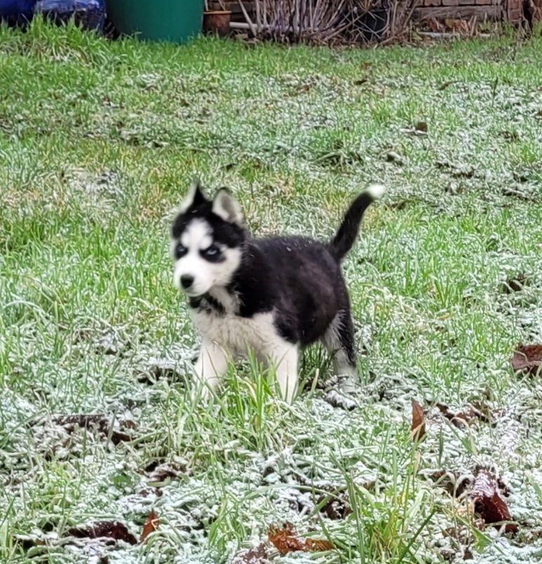 Husky Welpen abzugeben Husky Welpen abzugeben