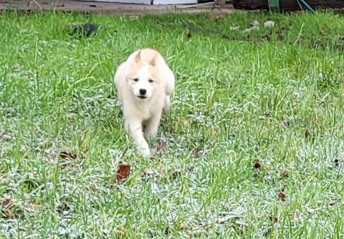 Husky Welpen abzugeben Husky Welpen abzugeben