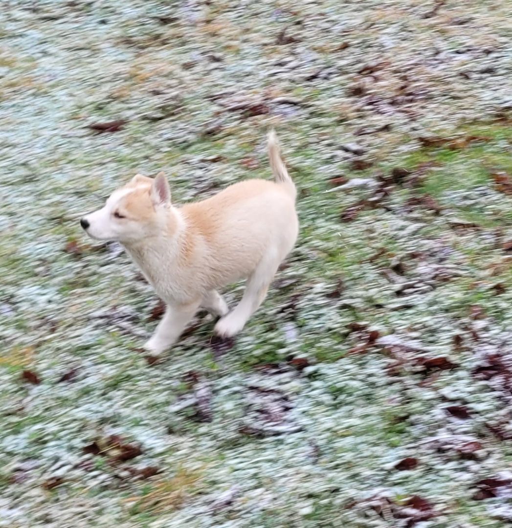 Husky Welpen abzugeben Husky Welpen abzugeben