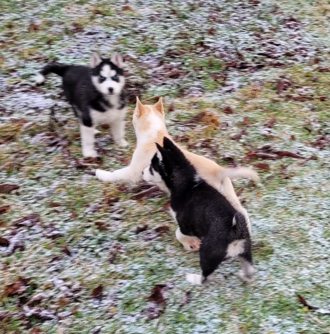Husky Welpen abzugeben Husky Welpen abzugeben