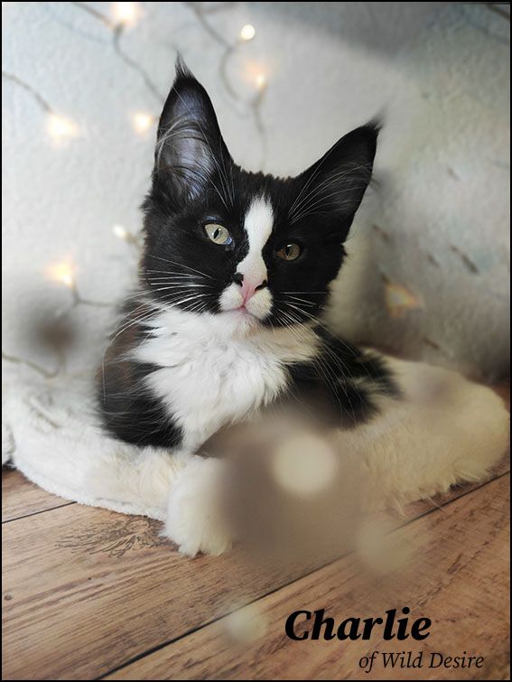 Maine Coon Kitten mit Stammbaum, Genkrankheiten N/N