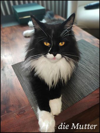 Maine Coon Kitten mit Stammbaum, Genkrankheiten N/N