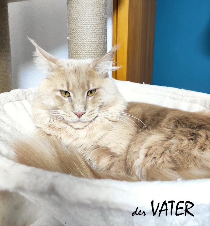 Maine Coon Kitten mit Stammbaum, Genkrankheiten N/N