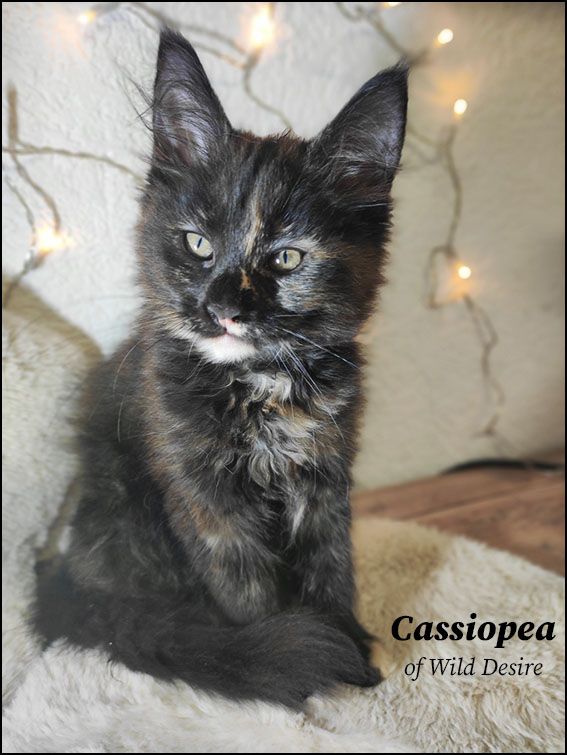 Maine Coon Kitten mit Stammbaum, Genkrankheiten N/N