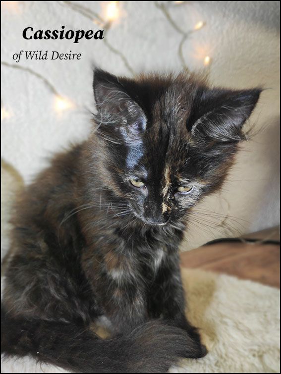 Maine Coon Kitten mit Stammbaum, Genkrankheiten N/N