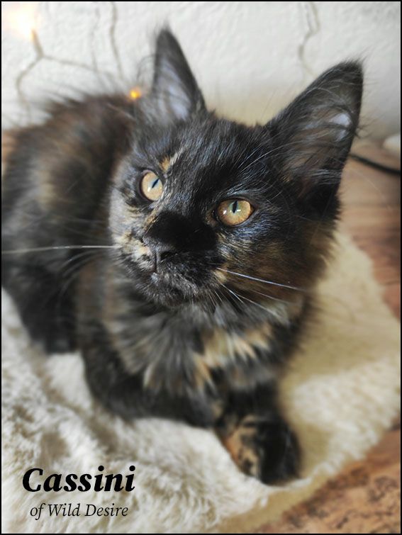 Maine Coon Kitten mit Stammbaum, Genkrankheiten N/N