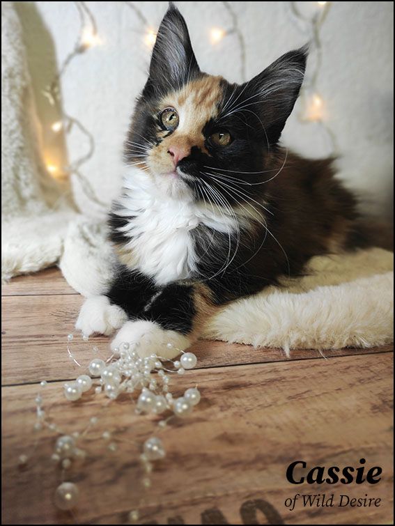 Maine Coon Kitten mit Stammbaum, Genkrankheiten N/N