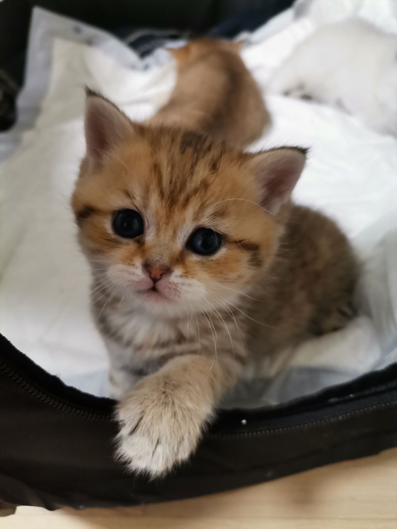 BKH Kitten zu verkaufen