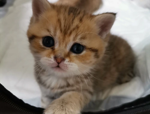 BKH Kitten zu verkaufen