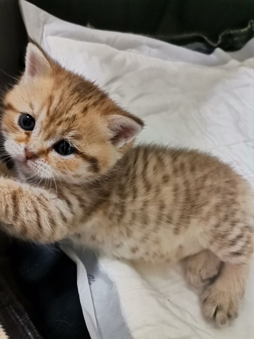 BKH Kitten zu verkaufen