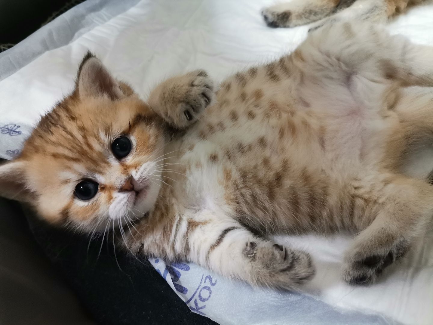 BKH Kitten zu verkaufen