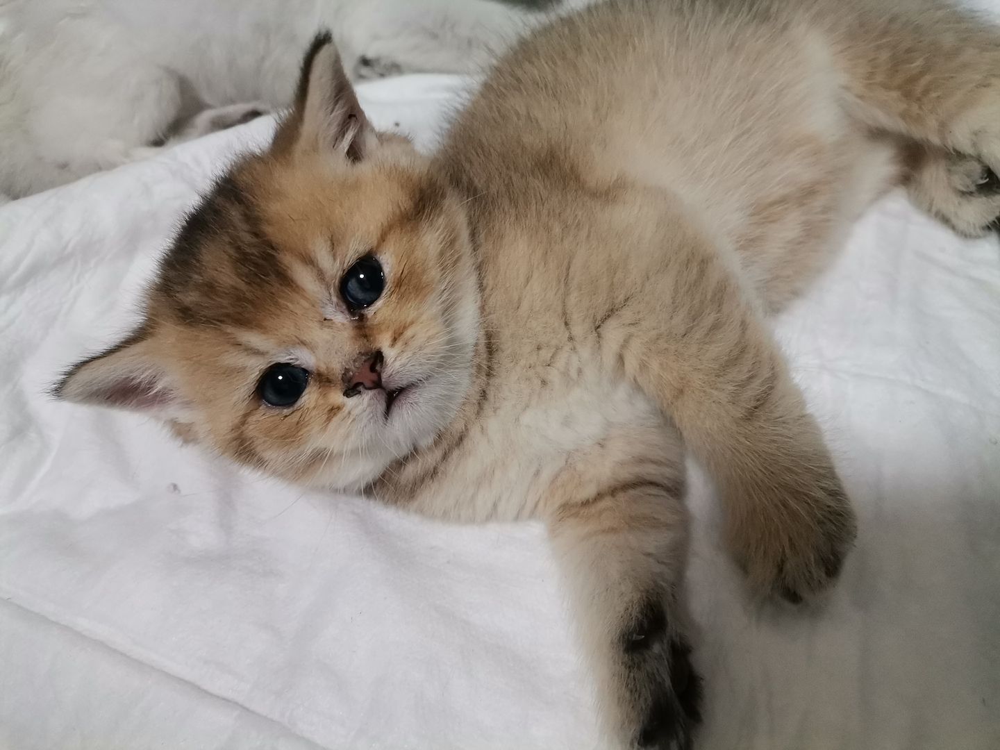 BKH Kitten zu verkaufen