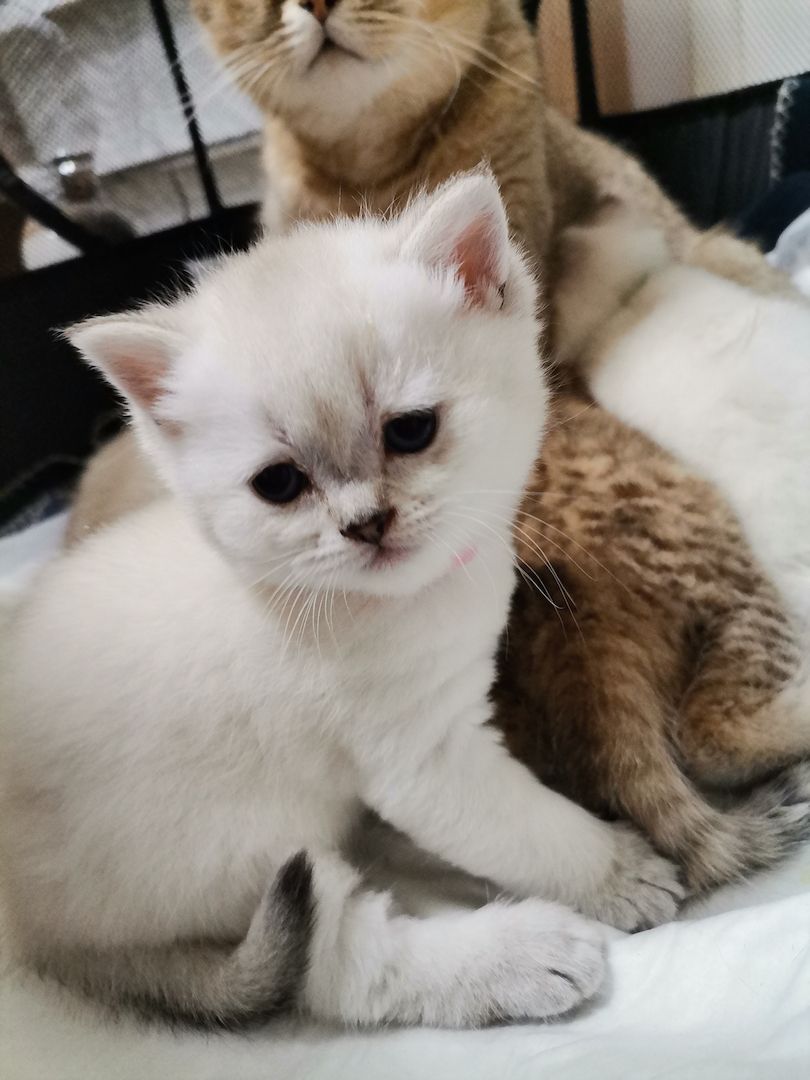 BKH Kitten zu verkaufen