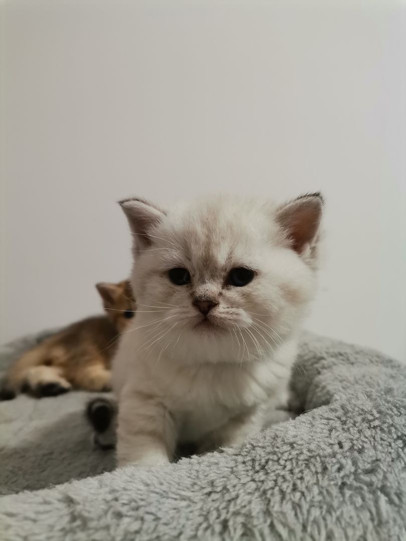 BKH Kitten zu verkaufen