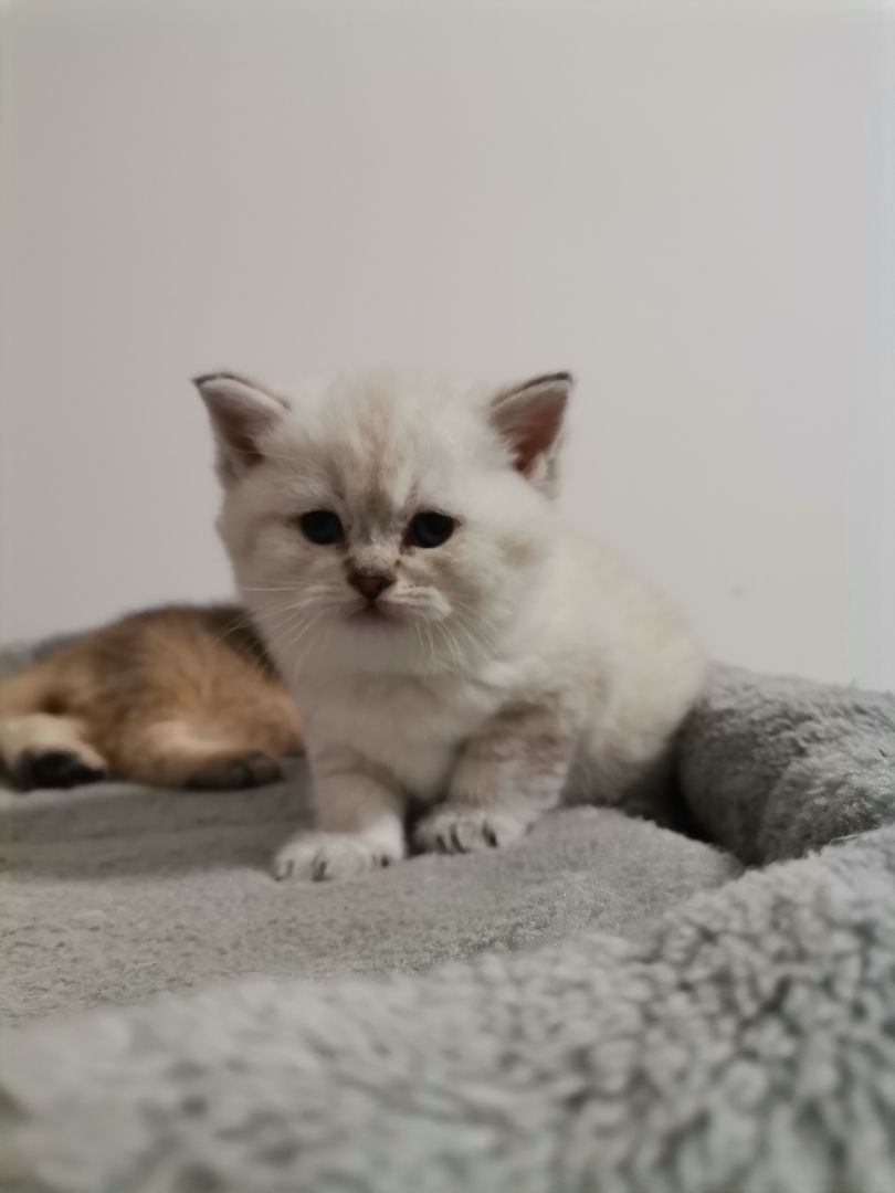 BKH Kitten zu verkaufen