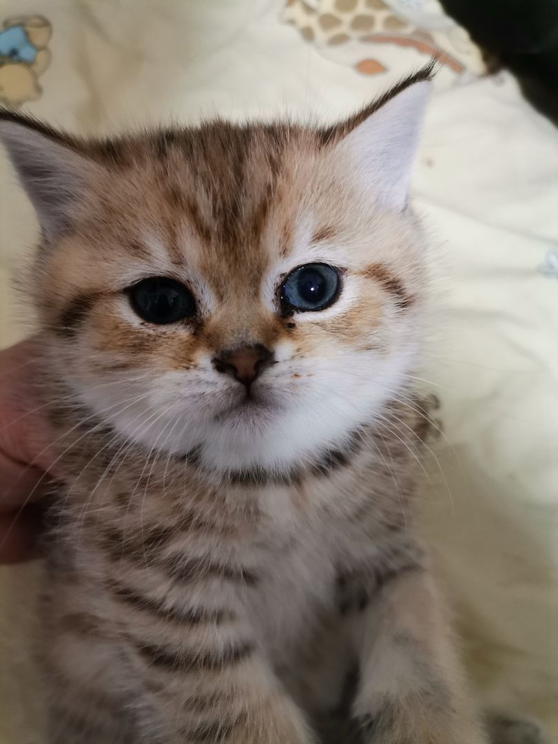 BKH Kitten zu verkaufen