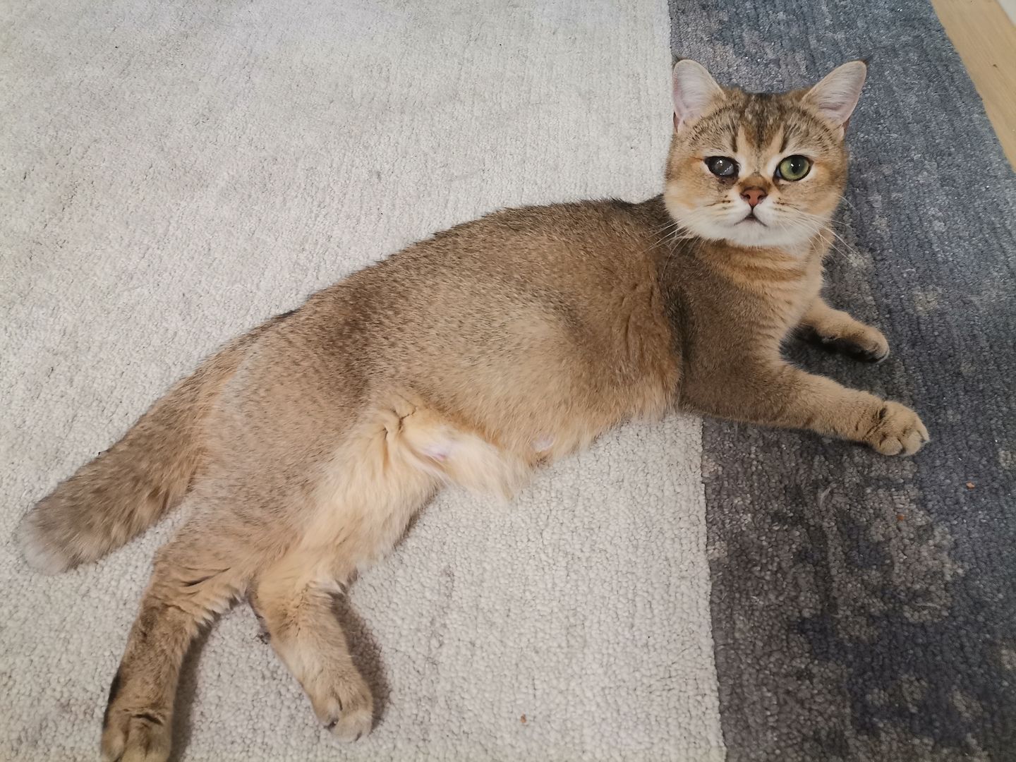 BKH Kitten zu verkaufen