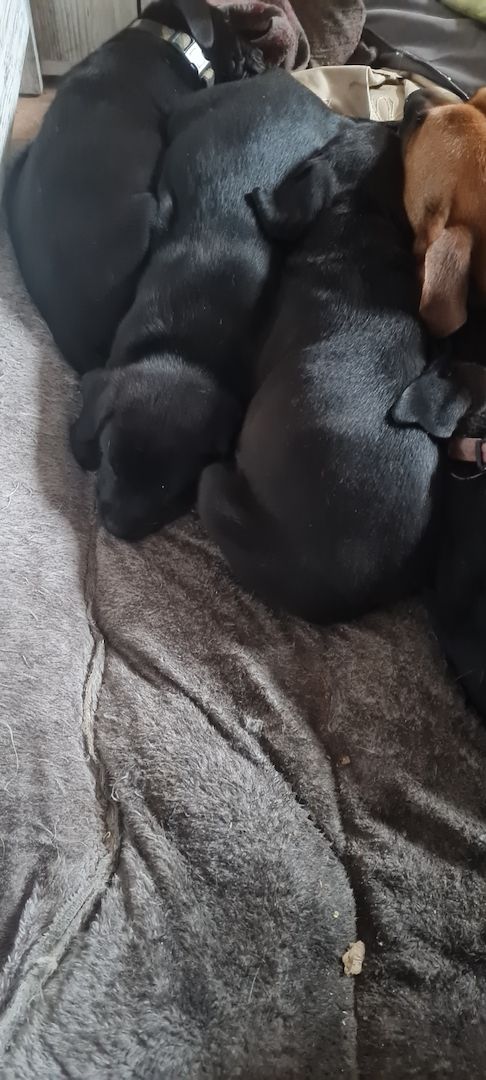 Hunde Welpen Hunde Welpen