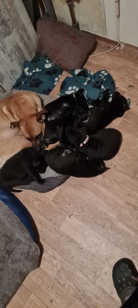 Hunde Welpen Hunde Welpen