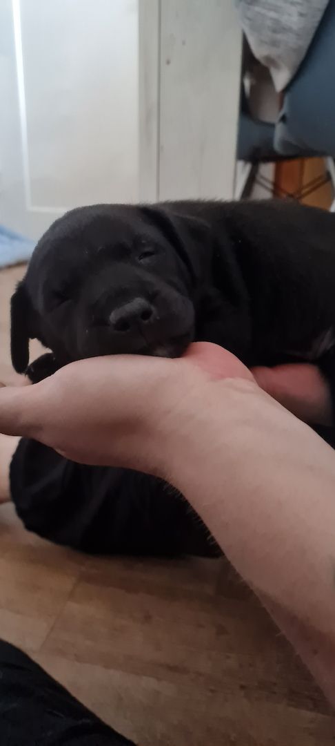 Hunde Welpen Hunde Welpen