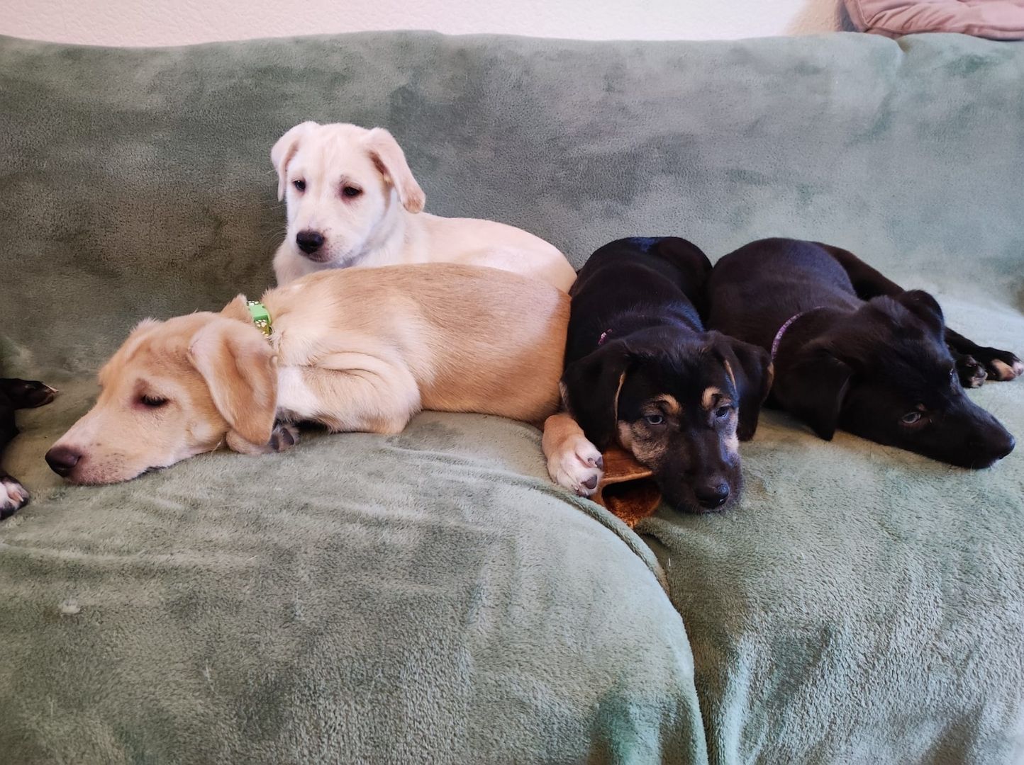 Welpen suchen ihr Zuhause ab sofort