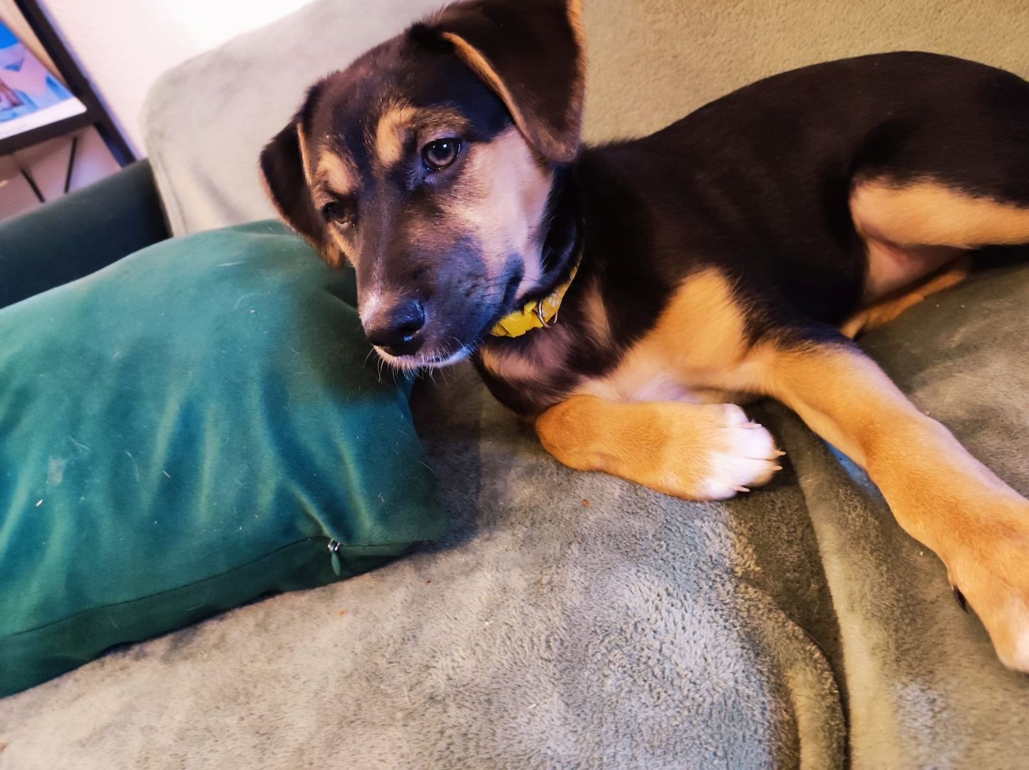 Welpen suchen ihr Zuhause ab sofort