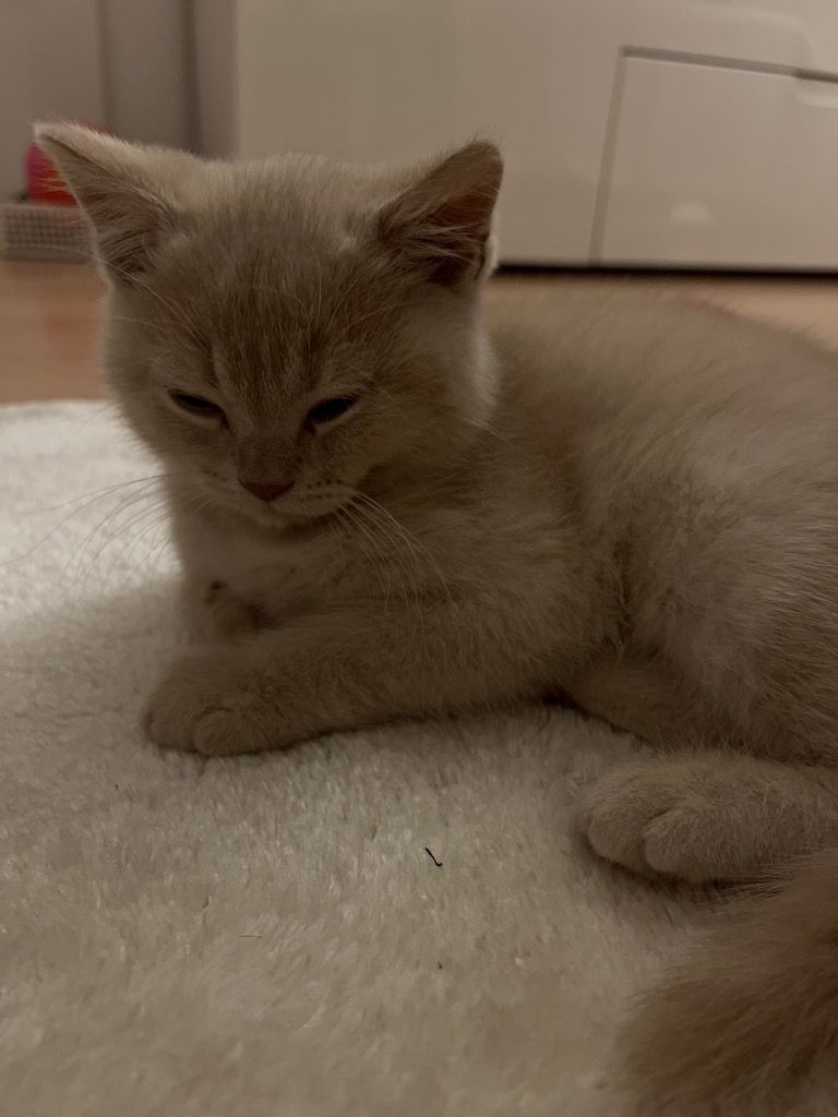 BKH Kitten