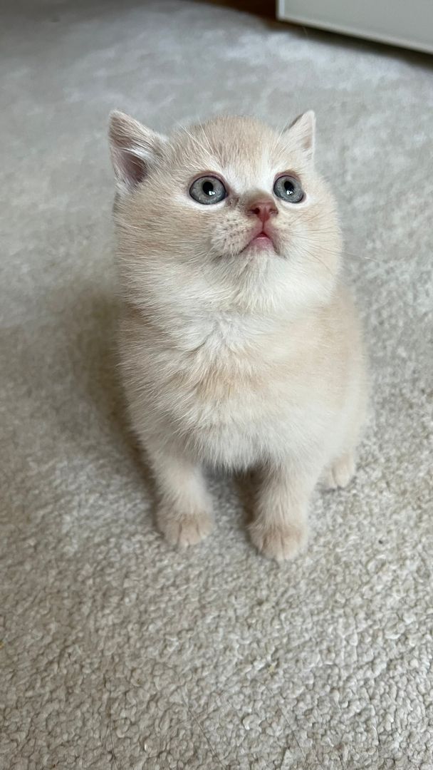 BKH Kitten