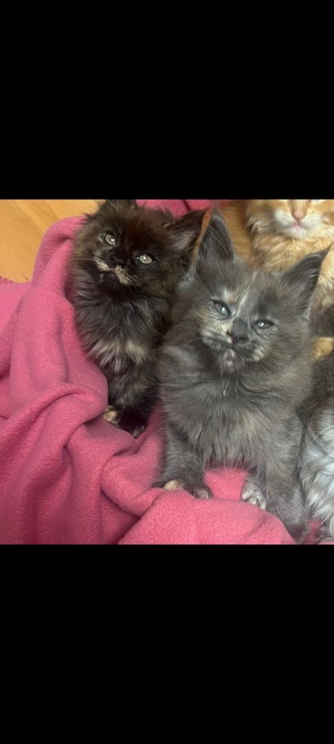Maine Coon Poly Maine Coon Poly