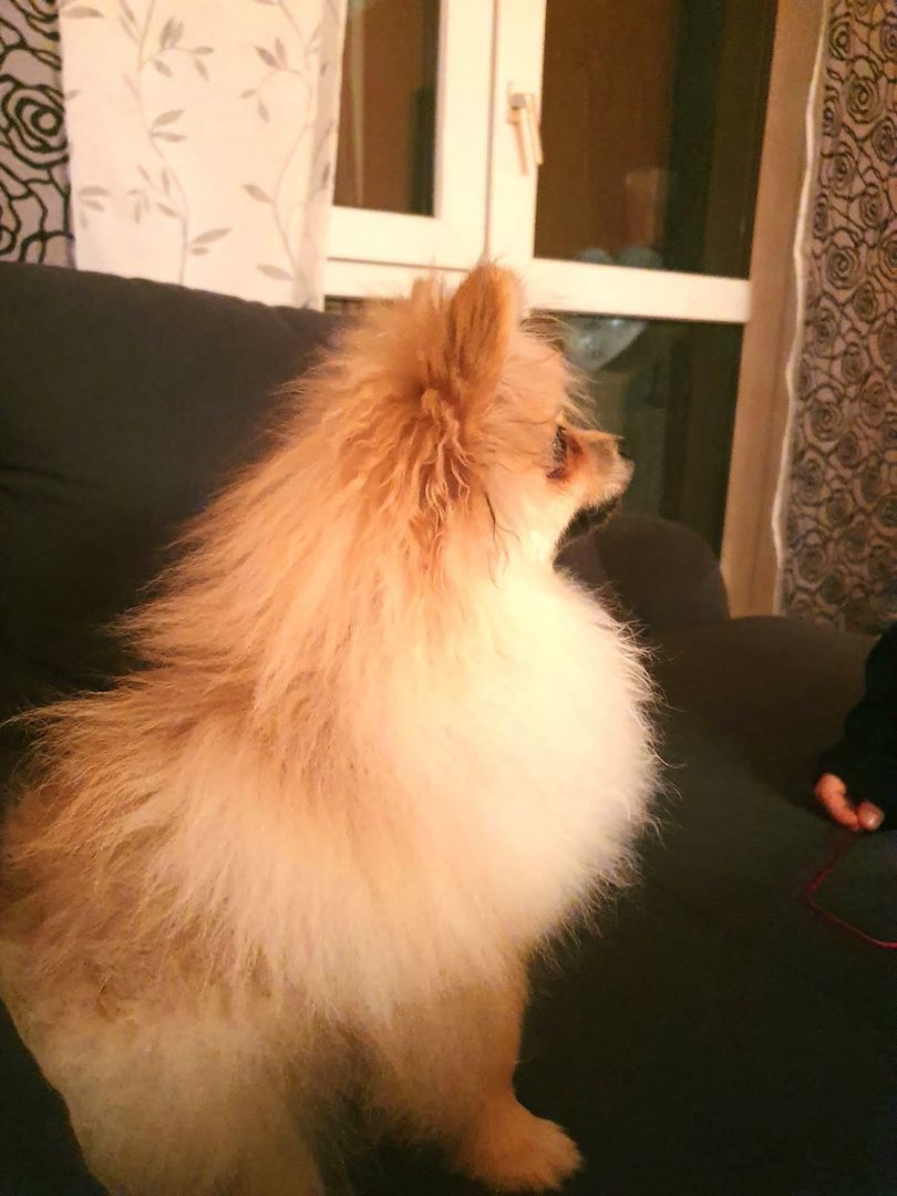 Ein süßer Zwergspitz