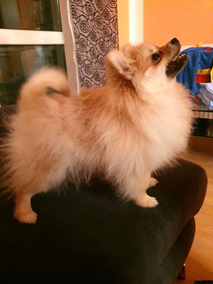 Ein süßer Zwergspitz