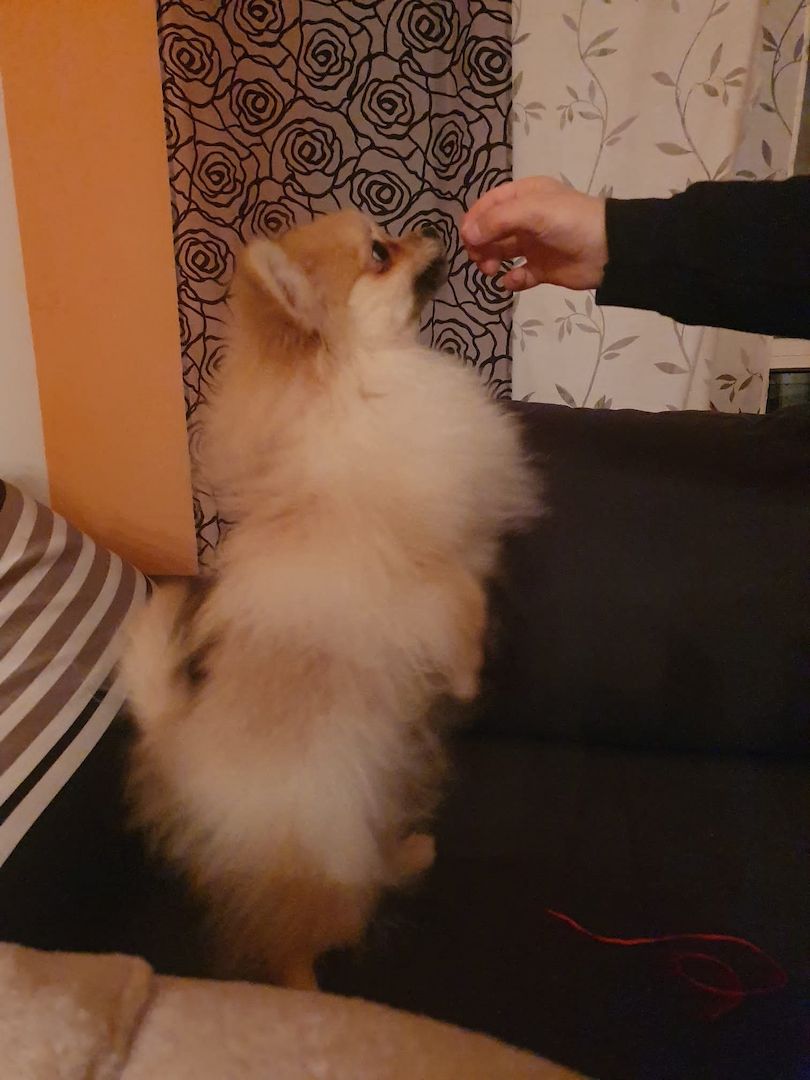 Ein süßer Zwergspitz