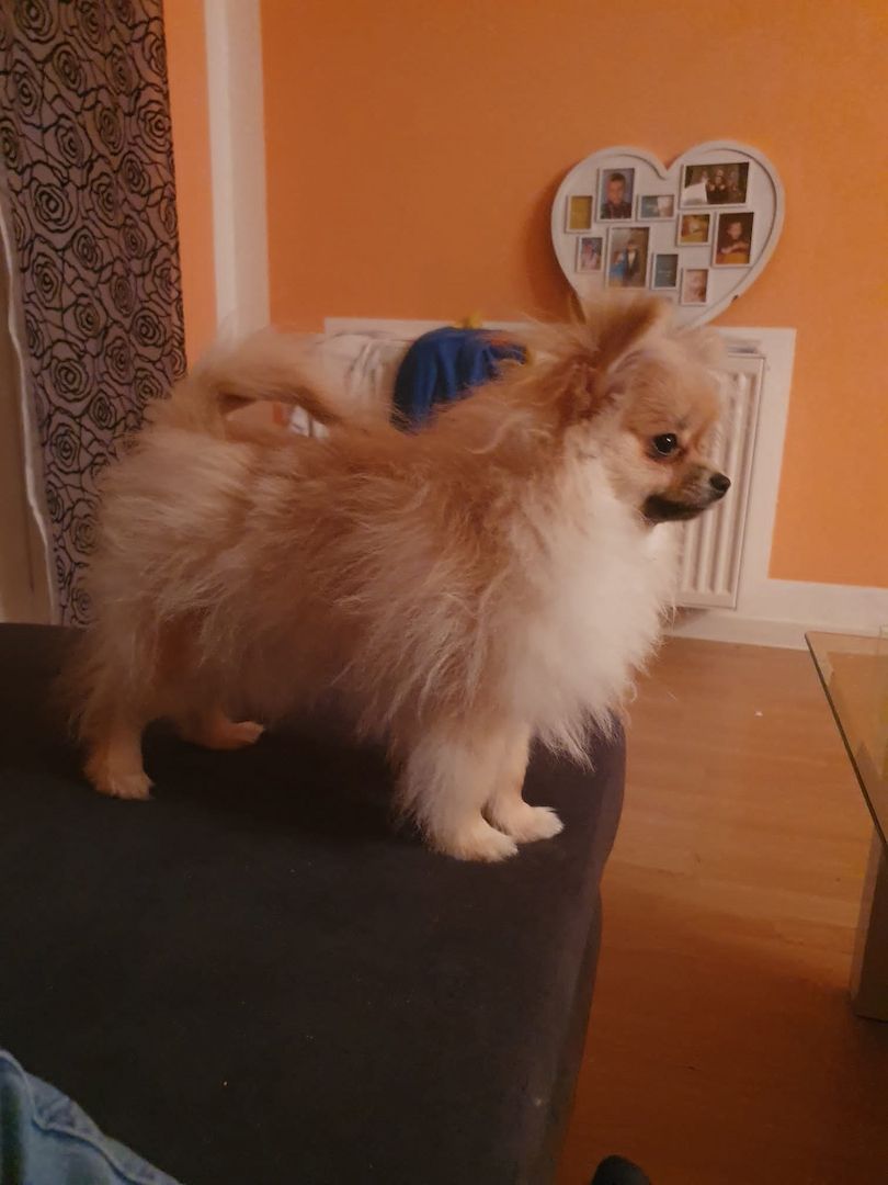 Ein süßer Zwergspitz