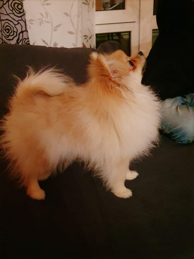 Ein süßer Zwergspitz